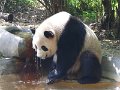 Pandas (057)